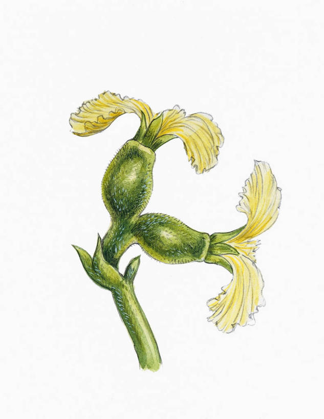 无人,竖图,插画,特写,留白,白色背景,绘画,数码,科技,美景,阴影,艺术,盛开,网络,景观,高光,几何,计算机图形,古典,合成,花蕾,图画,文化,画,花,花瓣,花朵,鲜花,自然,工艺品,花苞,花蕊,品味,景色,生长,部分,美术,电脑合成图,数码合成图,生物学,高雅,脆弱,合成图,清新,自然风光,漫画,胡桃,写实,具体,具象,美学,胡桃树,美术工艺,彩图