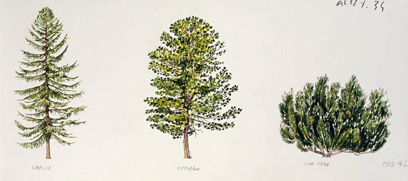 无人,横图,全景,插画,数码,科技,一排,阴影,整齐,网络,枝,高光,几何,计算机图形,合成,图画,画,树,排列,绿色,自然,生长,多样,电脑合成图,数码合成图,生物学,合成图,队列,漫画,写实,具体,具象,彩图,欧洲落叶松