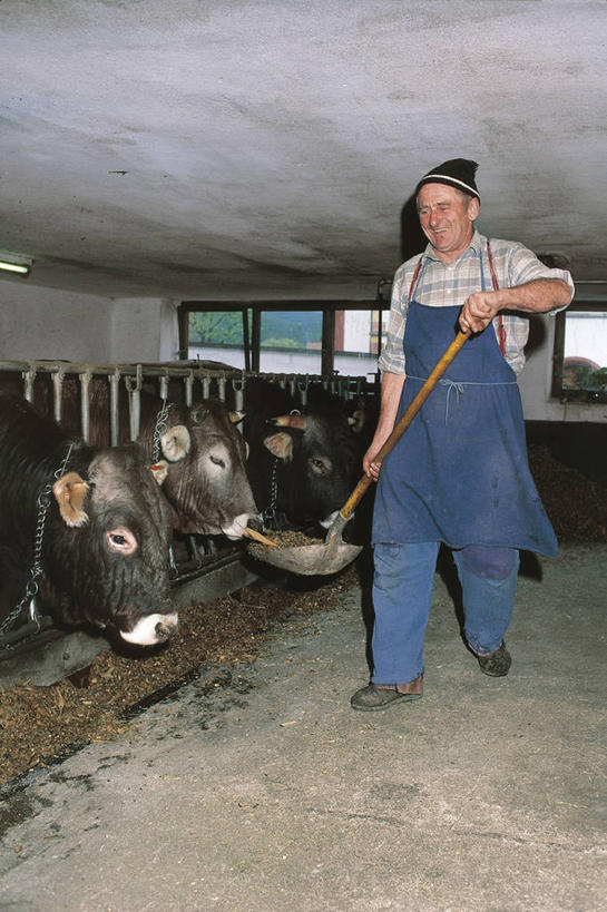 西方人,成年人,中年人,老年人,一个人,站,竖图,室内,正面,农业,哺乳动物,野生动物,奥地利,欧洲,欧洲人,仅一个男性,仅一个人,仅一个中年男性,图像,拿着,休闲装,衣服,动物,概念,家畜,摄影,牲畜,食草动物,地中海文化,关爱,种族,主题,视角,偶蹄目,中欧,蒂罗尔,母牛,构图,喂养,男人,男性,中年男性,白种人,彩图,时空,传统文化,家牛,脊椎动物亚门