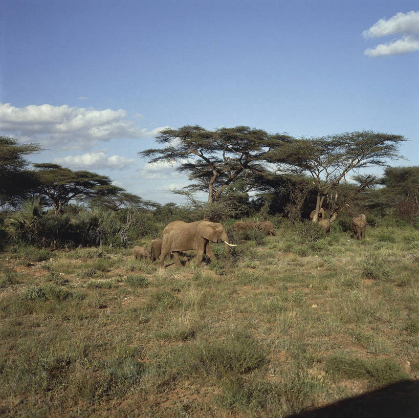 两个人,竖图,室外,白天,仰视,山,植物,非洲,坦桑尼亚,朦胧,模糊,地形,图像,背面,风景,天空,自然,地标建筑,摄影,灌木,国家公园,主题,自然现象,视角,地貌,构图,乞力马扎罗山,东非,自然地理,彩图,低角度拍摄,旅行,时空,郊野公园