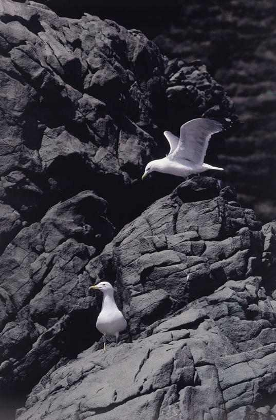 无人,竖图,室外,白天,海鸥,意大利,科学,鸟类,图像,摄影,生物学,南欧,托斯卡纳区,黑脊鸥,构图,彩图,时空,动物学,脊椎动物亚门