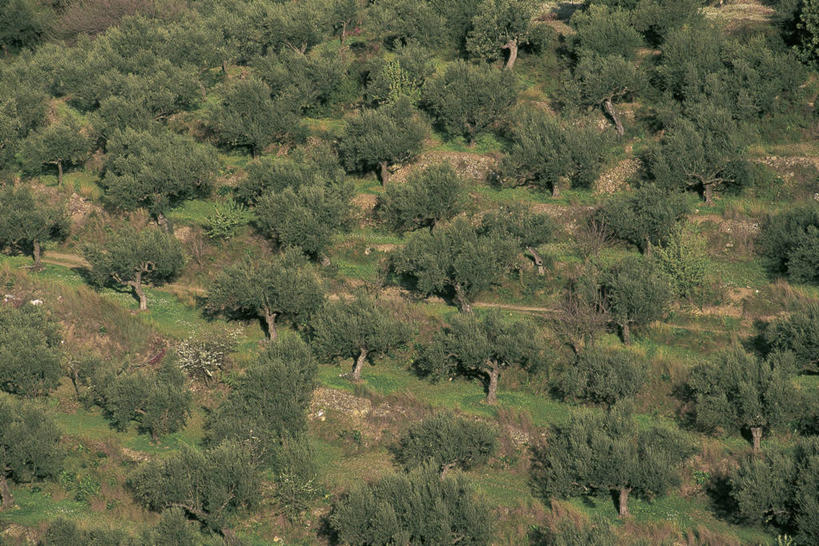 无人,横图,俯视,室外,白天,旅游,度假,农业,美景,树林,植物,希腊,欧洲,阴影,地形,景观,图像,娱乐,树,树木,绿色,自然,享受,休闲,概念,景色,放松,摄影,生长,成长,地中海文化,南欧,自然风光,主题,视角,常绿树,构图,伯罗奔尼撒,科林斯湾,彩图,高角度拍摄,旅行,油橄榄树,时空,传统文化,林区