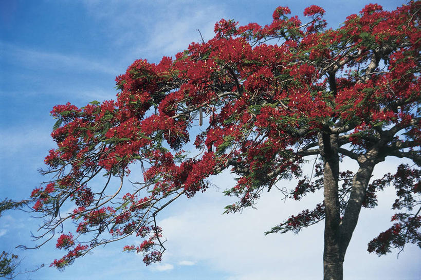 无人,横图,室外,白天,仰视,植物,欧洲,斐济,岛,云,枝,图像,树,天空,自然,概念,摄影,脆弱,主题,大洋洲,自然现象,视角,树梢,地貌,构图,美拉尼西亚,彩图,低角度拍摄,旅行,时空