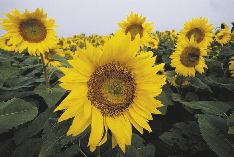 无人,农场,横图,室外,特写,白天,快乐,幸福,农业,农作物,美景,植物,向日葵,叶子,意大利,欧洲,丰富,景观,田地,玛格丽特,图像,雏菊,花,花瓣,黄色,自然,概念,菊花,生物,景色,活力,摄影,生长,希望,脆弱,坚强,雄蕊,地中海文化,南欧,自然风光,主题,和平,离别,意大利共和国,延命菊,幸福花,春菊,马兰头花,暗恋,纯情,单恋,构图,艾米利亚.罗马涅,艾米利亚.罗马涅大区,天真,彩图,愉快,时空,传统文化