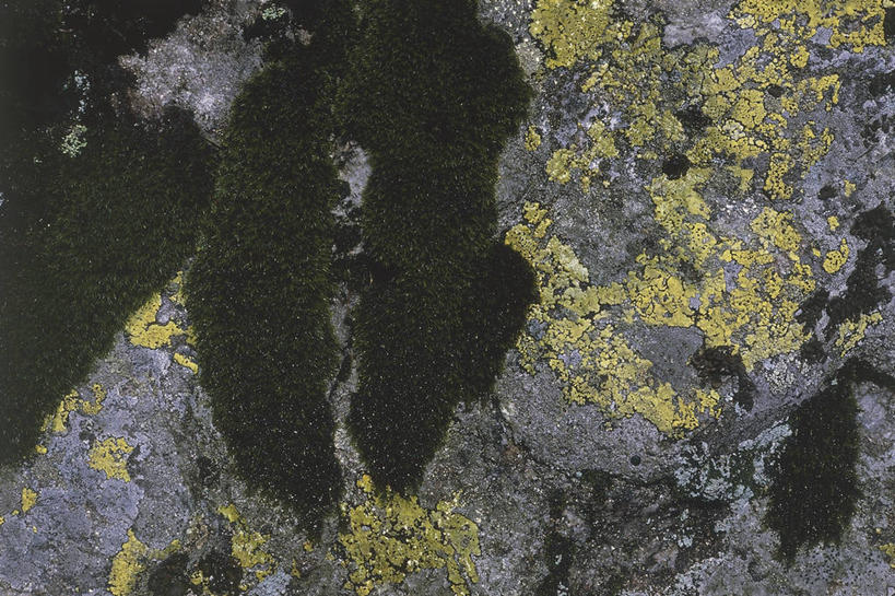 无人,横图,特写,背景,植物,粗糙,科学,苔藓,图像,地衣,自然,摄影,生物学,毛糙,主题,自然现象,构图,地质学,矿物质,自然地理,岩石,彩图,全画面,全框架,全帧,全画幅,粗拙,状态