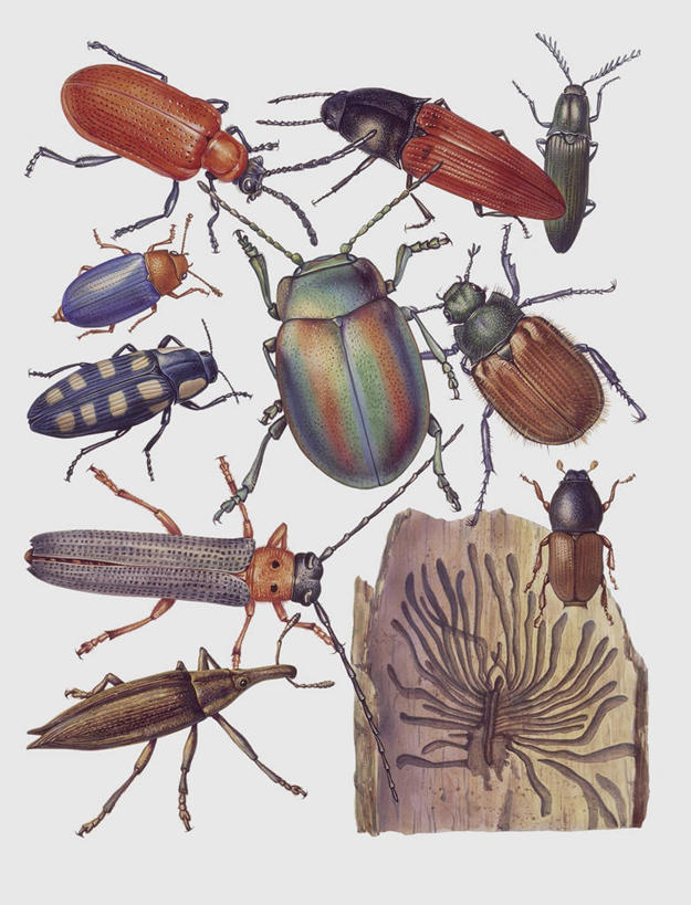 无人,竖图,插画,特写,白色背景,数码,科技,野生动物,一群,许多,阴影,科学,网络,昆虫,天牛,很多,高光,几何,计算机图形,合成,图像,图画,画,白色,动物,生物,电脑合成图,数码合成图,生物学,合成图,主题,甲虫,象鼻虫,漫画,计算机制图,写实,具体,具象,构图,式样,彩图,动物学