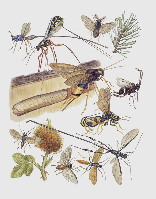 无人,竖图,插画,特写,白色背景,数码,科技,野生动物,叶子,一群,许多,阴影,科学,网络,昆虫,很多,高光,几何,计算机图形,合成,图像,图画,画,白色,动物,生物,电脑合成图,数码合成图,生物学,合成图,主题,漫画,益虫,计算机制图,写实,具体,具象,构图,式样,锯蝇,彩图,动物学