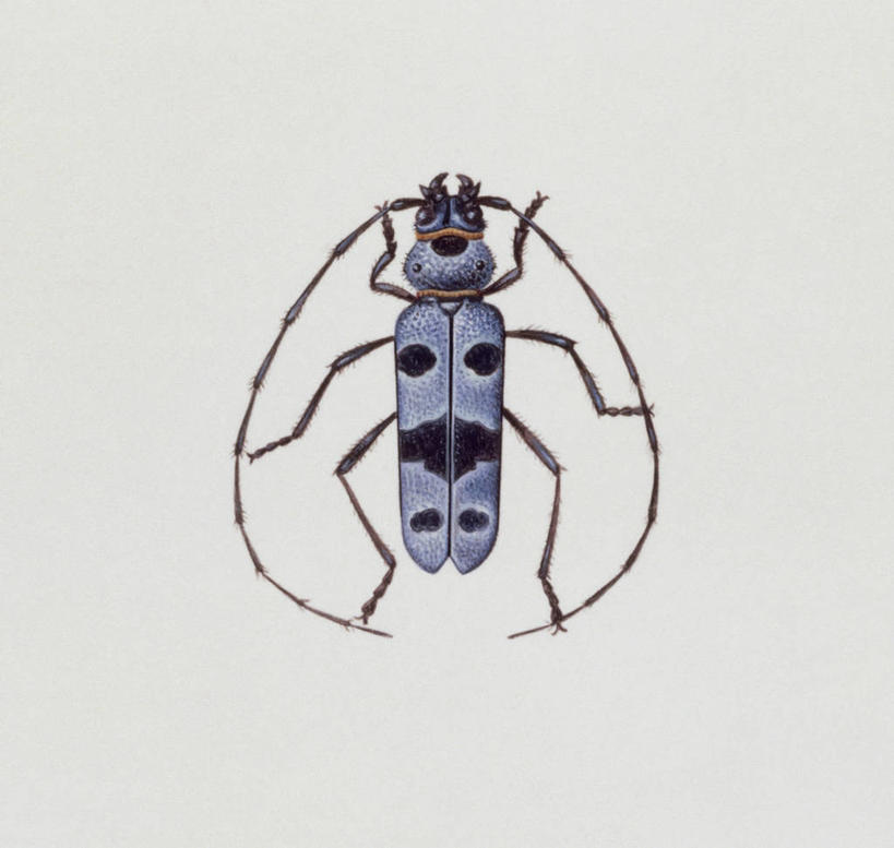 无人,横图,插画,特写,白色背景,数码,科技,野生动物,阴影,科学,网络,昆虫,天牛,高光,几何,计算机图形,合成,图像,图画,画,白色,动物,生物,电脑合成图,数码合成图,生物学,合成图,主题,甲虫,象鼻虫,漫画,计算机制图,写实,具体,具象,构图,式样,彩图,动物学