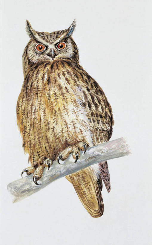 无人,竖图,插画,特写,白色背景,数码,科技,猫头鹰,野生动物,阴影,科学,网络,鸟类,枝,高光,几何,计算机图形,合成,图像,图画,画,白色,动物,生物,栖息,电脑合成图,数码合成图,生物学,合成图,主题,漫画,计算机制图,写实,具体,具象,构图,鹰雕,彩图,动物学,大雕,脊椎动物亚门