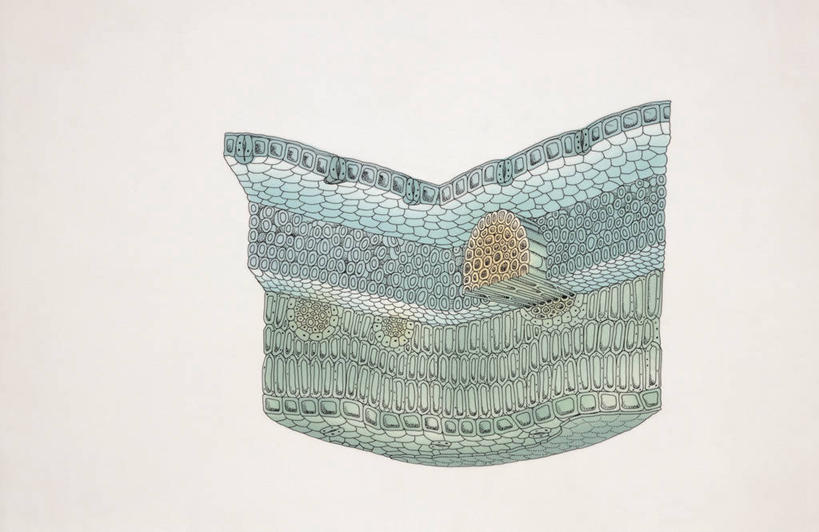 无人,横图,插画,特写,白色背景,数码,科技,叶子,阴影,研究,科学,网络,高光,几何,计算机图形,合成,图像,图画,画,白色,部分,电脑合成图,数码合成图,生物学,合成图,主题,漫画,光合作用,计算机制图,写实,具体,具象,构图,式样,微生物学,叶脉,彩图