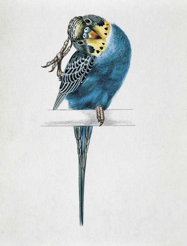 无人,竖图,插画,特写,白色背景,数码,科技,野生动物,鹦鹉,阴影,网络,鸟类,枝,高光,几何,计算机图形,合成,图像,图画,画,白色,动物,栖息,电脑合成图,数码合成图,生物学,合成图,主题,漫画,计算机制图,写实,具体,具象,构图,热带鸟,长尾鹦鹉,虎皮鹦鹉,彩图,动物学,脊椎动物亚门