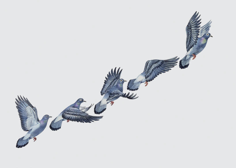 无人,横图,插画,特写,白色背景,多次曝光,数码,科技,鸽子,野生动物,阴影,网络,翅膀,鸟类,高光,几何,计算机图形,合成,图像,图画,飞,画,白色,动物,电脑合成图,数码合成图,生物学,合成图,主题,漫画,计算机制图,写实,具体,具象,构图,鸣鸟,原鸽,彩图,动物学,脊椎动物亚门