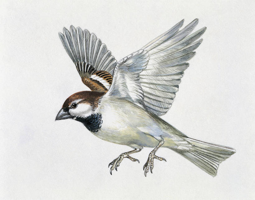 无人,横图,插画,特写,白色背景,数码,科技,野生动物,羽毛,阴影,网络,翅膀,麻雀,鸟类,高光,几何,计算机图形,合成,图像,图画,飞,画,白色,动物,电脑合成图,数码合成图,生物学,合成图,主题,漫画,计算机制图,写实,具体,具象,构图,鸣鸟,彩图,动物学,脊椎动物亚门