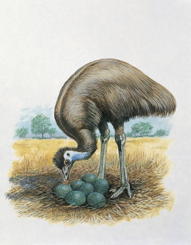 无人,站,竖图,插画,室外,特写,白天,数码,科技,鸸鹋,野生动物,阴影,网络,鸟类,高光,几何,计算机图形,合成,图像,图画,画,草,动物,概念,思考,保护,电脑合成图,数码合成图,生物学,合成图,关爱,主题,漫画,计算机制图,写实,具体,具象,卵,构图,彩图,时空,动物学,脊椎动物亚门