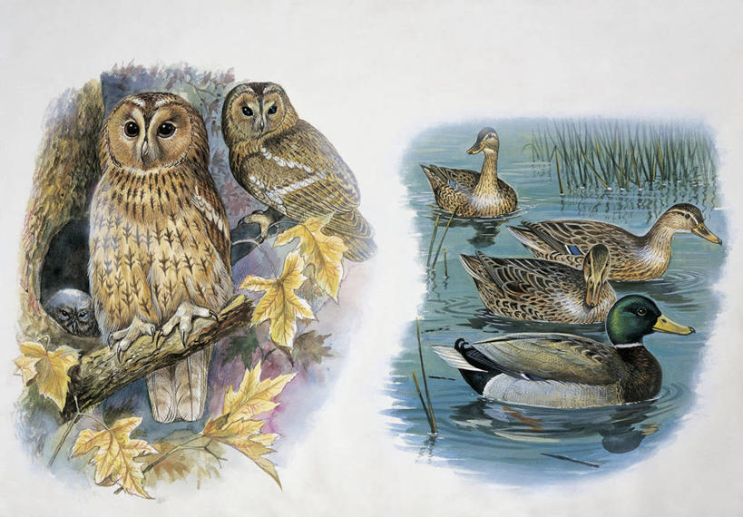 无人,横图,插画,特写,白色背景,数码,科技,植物,猫头鹰,鸟,野生动物,叶子,阴影,反射,网络,鸟类,鸭子,池塘,枫叶,枝,高光,几何,计算机图形,合成,图像,图画,画,树,白色,动物,栖息,水禽,电脑合成图,数码合成图,生物学,合成图,主题,凶猛,漫画,野鸭,计算机制图,写实,具体,具象,构图,灰林鸮,死水,怪鸱,鸺鸱,残暴,凶残,鸮,枭,彩图,林鸮,鸱鸮,鸮角鸱,动物学,脊椎动物亚门