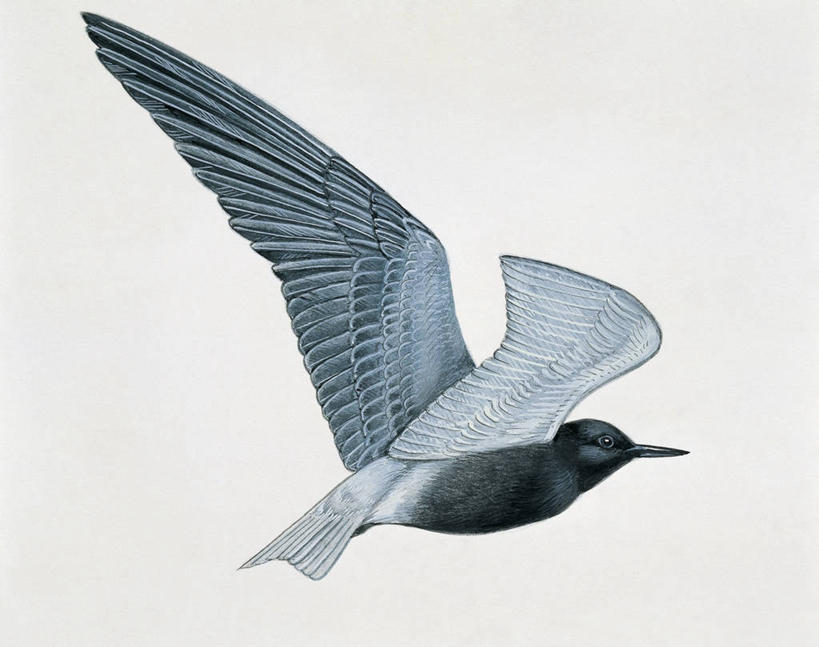 无人,横图,插画,特写,白色背景,数码,科技,野生动物,阴影,网络,翅膀,鸟类,燕鸥,高光,几何,计算机图形,合成,图像,图画,飞,画,白色,动物,电脑合成图,数码合成图,生物学,合成图,主题,漫画,喙,计算机制图,写实,具体,具象,构图,彩图,动物学,黑燕鸥,脊椎动物亚门
