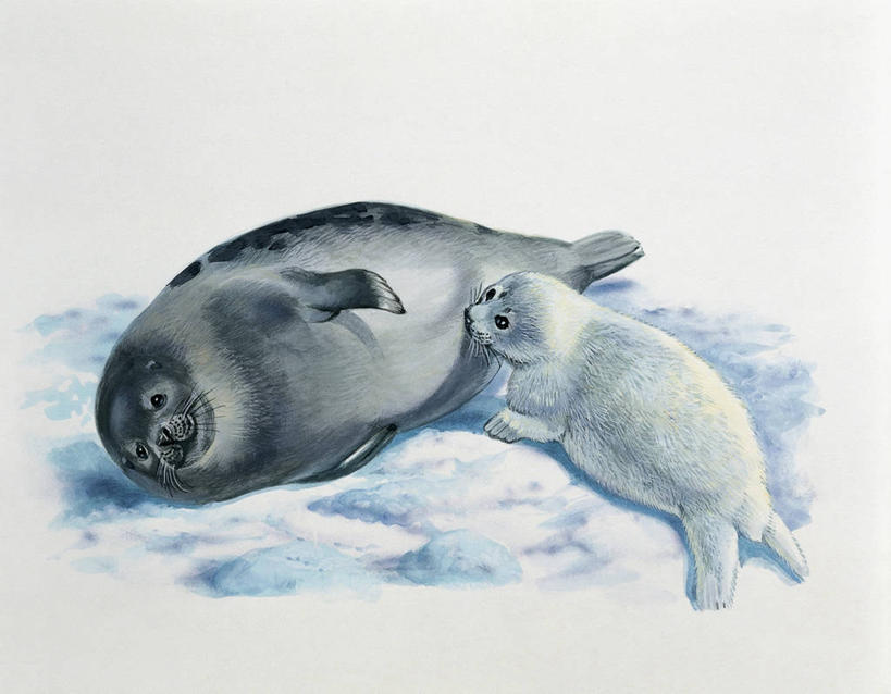 无人,横图,插画,特写,白色背景,数码,科技,哺乳动物,海豹,野生动物,连接,阴影,科学,网络,高光,几何,计算机图形,合成,图像,图画,依靠,画,白色,动物,两只,概念,生物,保护,电脑合成图,数码合成图,生物学,合成图,关爱,幼兽,主题,漫画,计算机制图,格陵兰海豹,写实,具体,具象,构图,喂养,彩图,动物学,脊椎动物亚门