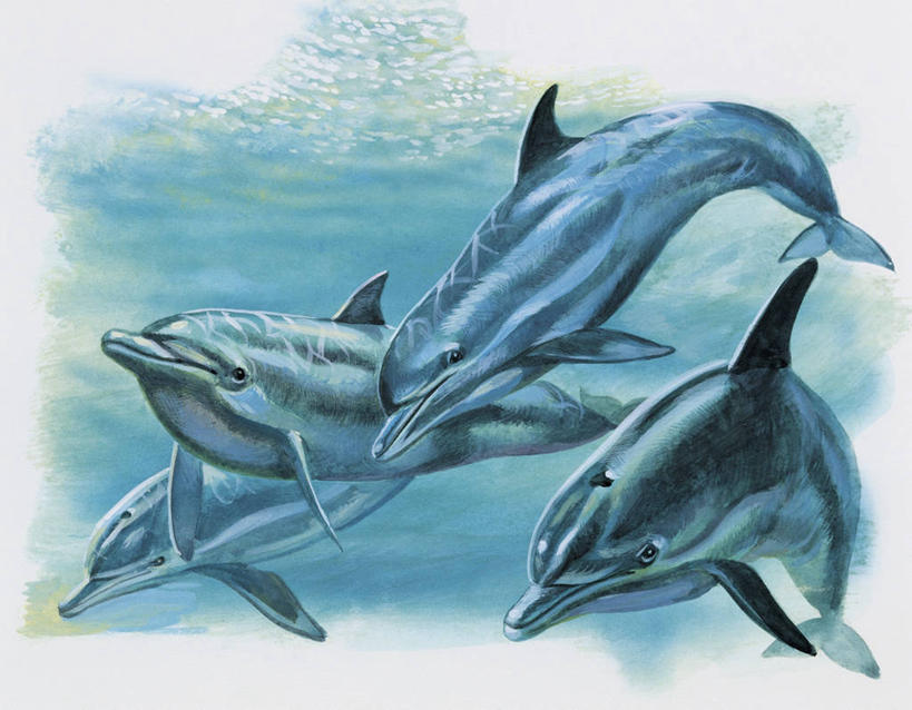 游泳,无人,横图,插画,特写,白色背景,数码,科技,水下,海洋,水,哺乳动物,海豚,野生动物,三只,阴影,科学,网络,高光,几何,计算机图形,合成,图像,图画,画,白色,动物,电脑合成图,数码合成图,生物学,合成图,主题,漫画,计算机制图,写实,具体,具象,构图,鲸类,真海豚,彩图,时空,动物学,脊椎动物亚门