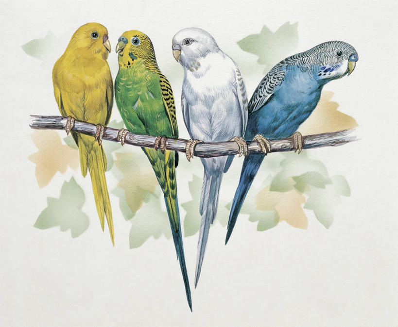 无人,横图,插画,特写,白色背景,数码,科技,野生动物,鹦鹉,四只,阴影,并排,科学,网络,鸟类,枝,高光,几何,计算机图形,合成,图像,图画,画,白色,栖息,电脑合成图,数码合成图,生物学,合成图,主题,漫画,计算机制图,写实,具体,具象,构图,热带鸟,长尾鹦鹉,虎皮鹦鹉,彩图,动物学,挨着,脊椎动物亚门