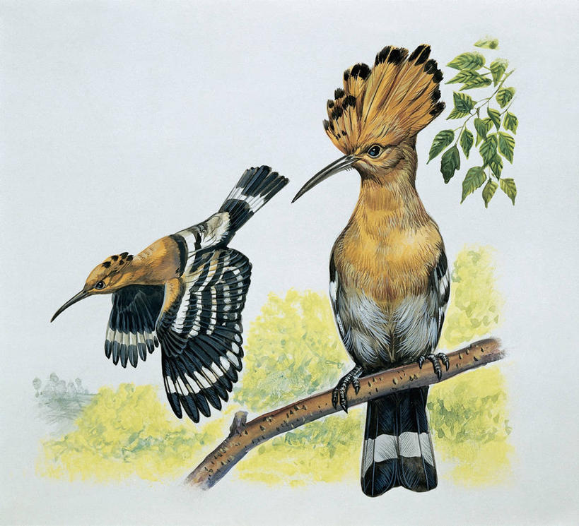 无人,横图,插画,室外,特写,白天,数码,科技,野生动物,叶子,阴影,网络,翅膀,鸟类,枝,高光,几何,计算机图形,合成,图像,图画,飞,画,动物,两只,栖息,电脑合成图,数码合成图,生物学,合成图,主题,漫画,喙,计算机制图,写实,具体,具象,构图,戴胜鸟,彩图,时空,动物学