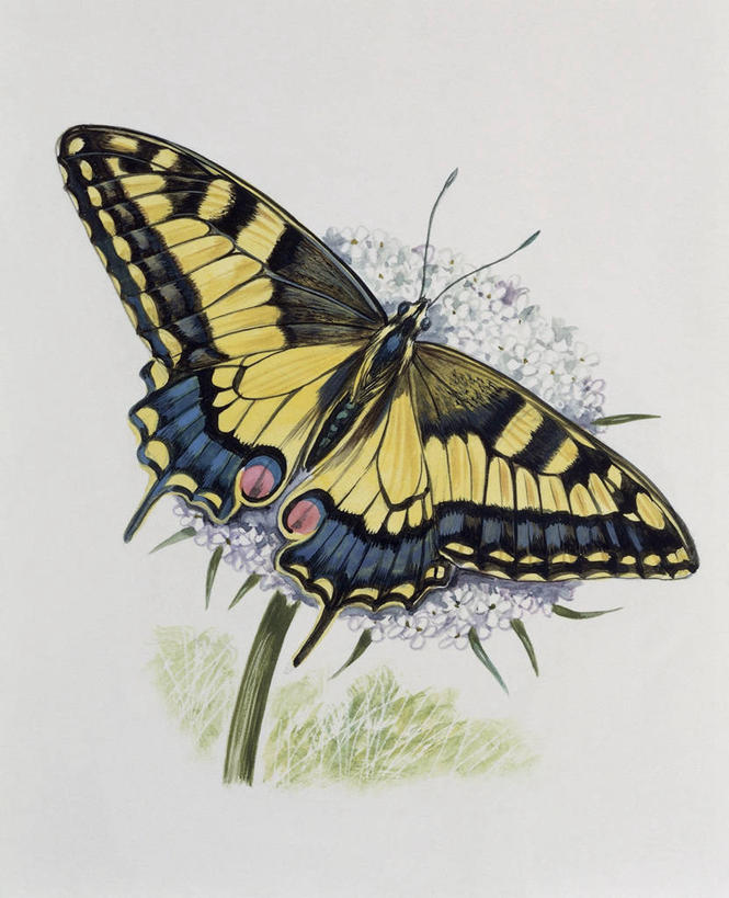 无人,竖图,插画,室外,特写,白天,数码,科技,植物,野生动物,蝴蝶,阴影,网络,昆虫,高光,几何,计算机图形,合成,图像,图画,画,草,黄色,动物,生物,凤蝶,柑橘凤蝶,电脑合成图,数码合成图,生物学,合成图,主题,漫画,益虫,计算机制图,凤尾蝶,写实,具体,具象,构图,凤子蝶,橘狗,彩图,时空,动物学