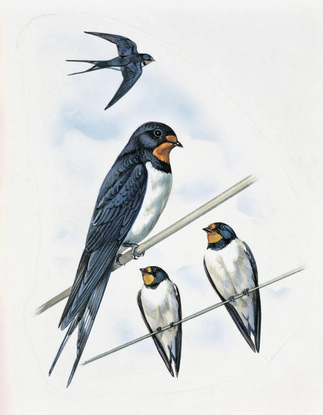 无人,竖图,插画,室外,特写,白天,仰视,数码,科技,野生动物,燕子,四只,一排,阴影,整齐,网络,鸟类,电缆,高光,几何,计算机图形,合成,图像,图画,飞,画,排列,栖息,电脑合成图,数码合成图,生物学,合成图,队列,主题,漫画,视角,计算机制图,写实,具体,具象,构图,家燕,彩图,低角度拍摄,时空,动物学,电力线,脊椎动物亚门