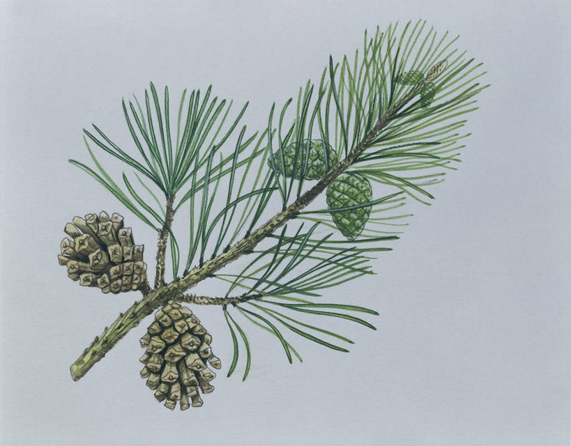 无人,横图,插画,特写,数码,科技,松树,叶子,阴影,网络,松果,种子,枝,高光,几何,计算机图形,合成,图像,图画,画,自然,概念,生长,电脑合成图,数码合成图,合成图,主题,漫画,计算机制图,写实,具体,具象,构图,欧洲赤松,针叶树,彩图