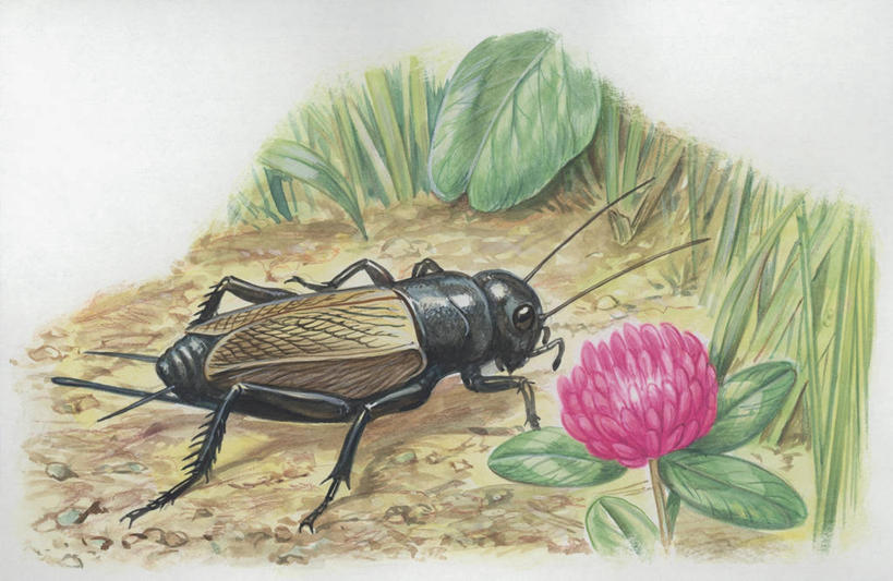 无人,横图,插画,室外,特写,白天,数码,科技,野生动物,叶子,阴影,科学,网络,三叶草,高光,几何,计算机图形,合成,图像,图画,画,草,动物,蟋蟀,生物,电脑合成图,数码合成图,生物学,合成图,主题,漫画,计算机制图,写实,具体,具象,构图,彩图,时空,动物学