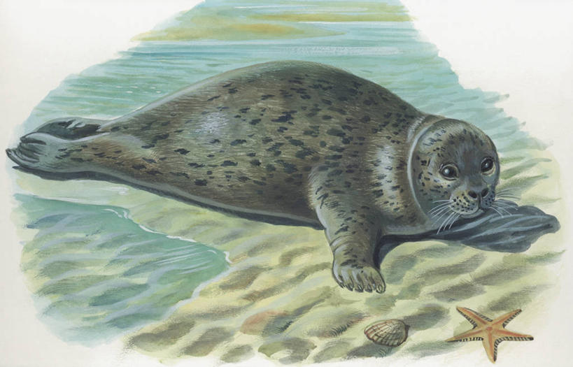 无人,躺,横图,插画,室外,特写,侧面,数码,科技,海洋,森林,水,哺乳动物,海豹,海星,野生动物,贝壳,三只,阴影,科学,网络,沙子,高光,几何,计算机图形,合成,图像,图画,画,动物,看,生物,电脑合成图,数码合成图,生物学,合成图,主题,自然现象,棘皮动物,漫画,视角,计算机制图,斑海豹,写实,具体,具象,构图,彩图,时空,动物学,林区,脊椎动物亚门