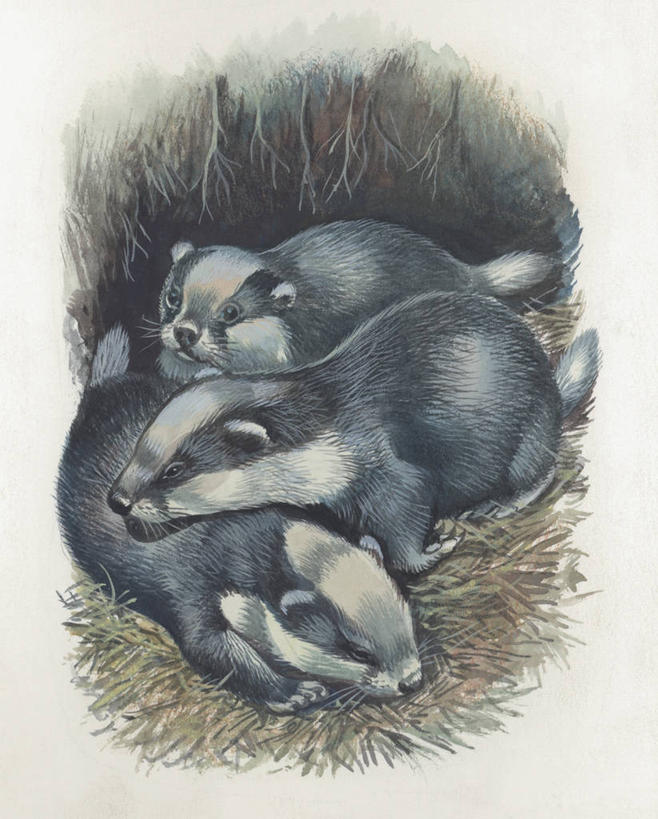 无人,竖图,插画,室外,数码,科技,哺乳动物,野生动物,鼬鼠,三只,阴影,科学,网络,高光,几何,计算机图形,合成,图像,图画,画,动物,概念,生物,洞穴,电脑合成图,数码合成图,生物学,合成图,幼兽,主题,狡猾,漫画,计算机制图,写实,具体,具象,构图,狡诈,獾,黄鼬,黄鼠狼,彩图,时空,动物学,脊椎动物亚门