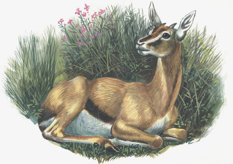 无人,坐,横图,插画,室外,特写,白天,数码,科技,森林,植物,哺乳动物,野生动物,阴影,科学,网络,羚羊,高光,几何,计算机图形,合成,图像,图画,画,花,自然,动物,生物,电脑合成图,数码合成图,生物学,合成图,主题,漫画,偶蹄目,计算机制图,瞪羚,汤姆森瞪羚,写实,具体,具象,构图,彩图,时空,动物学,林区,脊椎动物亚门