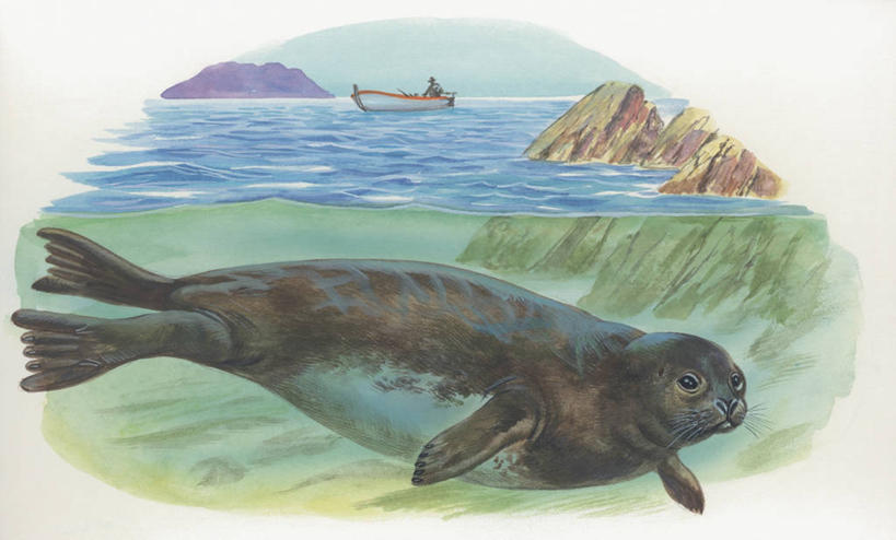 无人,横图,插画,室外,特写,侧面,数码,科技,海洋,水,哺乳动物,海豹,野生动物,阴影,科学,网络,高光,几何,计算机图形,合成,图像,图画,画,动物,生物,电脑合成图,数码合成图,生物学,合成图,主题,自然现象,漫画,视角,计算机制图,写实,具体,具象,构图,夏威夷僧海豹,岩石,彩图,时空,动物学,脊椎动物亚门