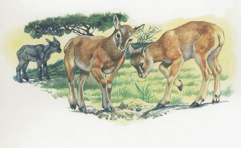 无人,横图,插画,室外,白天,旅游,度假,数码,科技,美景,森林,植物,哺乳动物,野生动物,三只,阴影,科学,网络,地形,景观,高光,几何,计算机图形,合成,图像,图画,娱乐,画,草,树,自然,动物,享受,休闲,概念,景色,放松,电脑合成图,数码合成图,生物学,合成图,羊羔,自然风光,主题,漫画,偶蹄目,计算机制图,写实,具体,具象,构图,欧洲盘羊,彩图,时空,动物学,林区,脊椎动物亚门