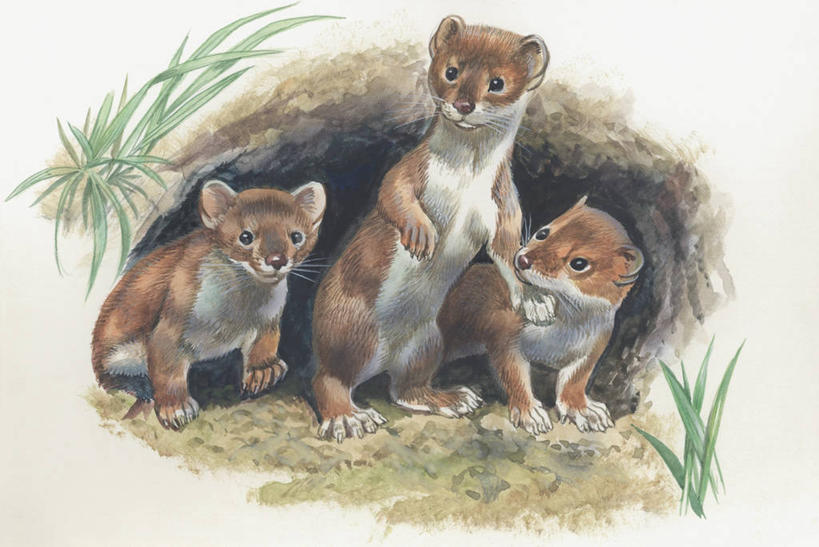 无人,横图,插画,室外,特写,白天,数码,科技,森林,植物,哺乳动物,野生动物,鼬鼠,三只,阴影,科学,网络,高光,几何,计算机图形,合成,图像,图画,画,动物,生物,电脑合成图,数码合成图,生物学,合成图,主题,狡猾,漫画,计算机制图,写实,具体,具象,构图,狡诈,黄鼬,鼬,黄鼠狼,彩图,时空,动物学,林区