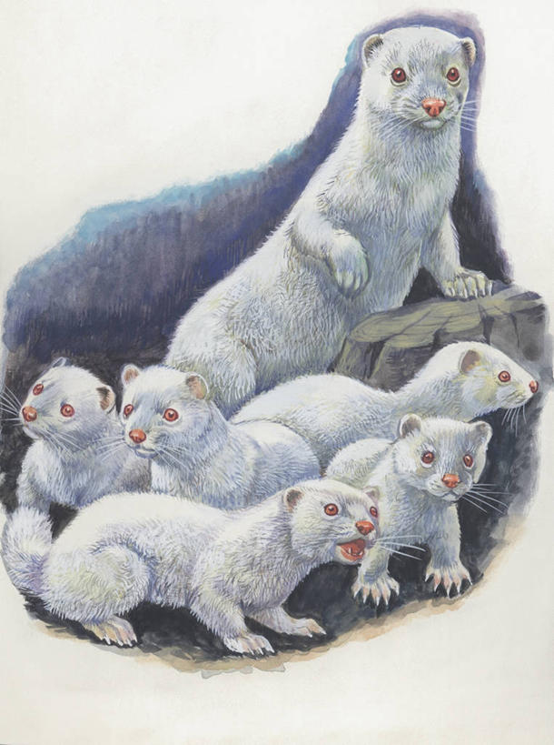 无人,竖图,插画,室外,白天,数码,科技,哺乳动物,野生动物,阴影,科学,网络,高光,几何,计算机图形,合成,图像,图画,画,动物,生物,电脑合成图,数码合成图,生物学,合成图,主题,漫画,计算机制图,写实,具体,具象,构图,臭猫,雪貂,彩图,时空,动物学,脊椎动物亚门