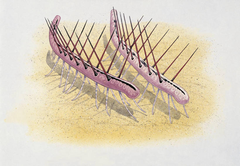 无人,横图,插画,室外,特写,白天,数码,科技,野生动物,阴影,科学,网络,高光,几何,计算机图形,合成,图像,图画,画,动物,两只,生物,电脑合成图,数码合成图,锋利,生物学,尖锐,合成图,主题,漫画,计算机制图,写实,具体,具象,构图,进化,地质学,猪鬃,史前时代,彩图,时空,动物学,古生物学