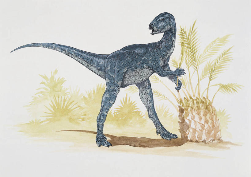 无人,横图,插画,室外,白天,侧面,数码,科技,森林,植物,野生动物,叶子,阴影,科学,网络,高光,几何,计算机图形,合成,图像,图画,拿着,历史,画,树,动物,概念,生物,恐龙,考古学,电脑合成图,数码合成图,生物学,合成图,主题,漫画,视角,计算机制图,写实,具体,具象,构图,侏罗纪,古代史,进化,地质学,史前时代,触摸,彩图,似鸵龙,时空,动物学,林区,过去,古生物学,脊椎动物亚门