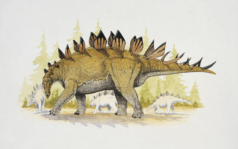 无人,横图,插画,室外,白天,侧面,数码,科技,植物,野生动物,四只,阴影,科学,网络,高光,几何,计算机图形,合成,图像,图画,历史,画,树,天空,动物,概念,生物,恐龙,考古学,电脑合成图,数码合成图,锋利,生物学,尖锐,合成图,主题,自然现象,漫画,视角,计算机制图,剑龙,写实,具体,具象,构图,侏罗纪,古代史,进化,地质学,史前时代,彩图,时空,动物学,过去,古生物学,脊椎动物亚门