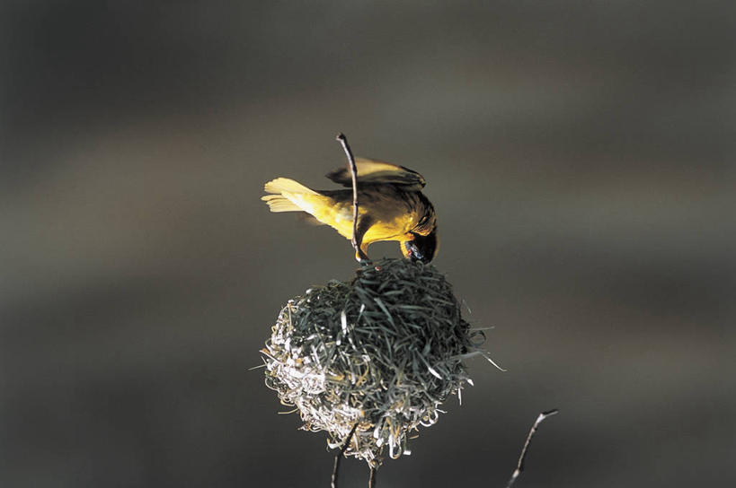 西方人,无人,横图,室外,白天,侧面,瀑布,鸟,野生动物,欧洲,非洲,津巴布韦,黑人,欧洲人,鸟类,鸟巢,图像,动物,摄影,栖息,主题,视角,构图,维多利亚瀑布,织巢鸟,非洲人,彩图,时空,脊椎动物亚门