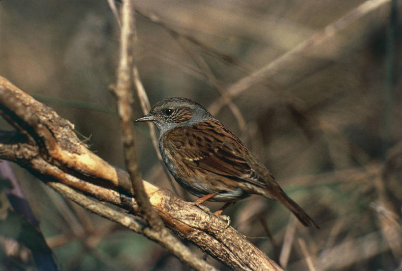 无人,横图,室外,特写,白天,侧面,野生动物,鸟类,枝,图像,动物,摄影,栖息,主题,视角,构图,鸣鸟,彩图,时空,脊椎动物亚门