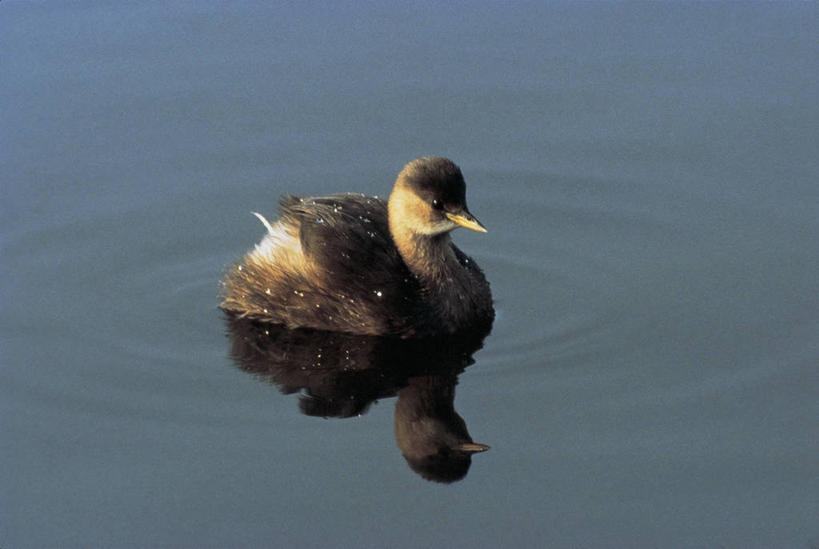 游泳,无人,横图,室外,特写,白天,水,野生动物,羽毛,反射,鸟类,图像,动物,摄影,主题,自然现象,构图,彩图,时空,脊椎动物亚门