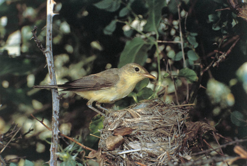 无人,横图,室外,白天,侧面,野生动物,叶子,鸟类,鸟巢,枝,图像,动物,摄影,栖息,主题,视角,构图,鸣鸟,彩图,时空,脊椎动物亚门