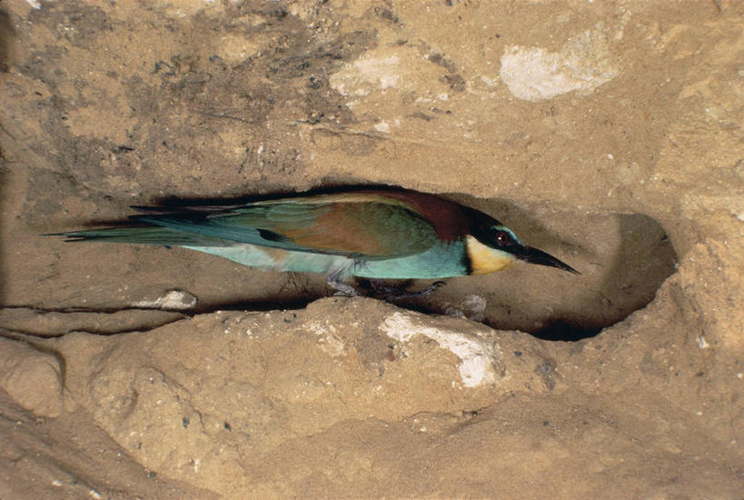 无人,横图,室外,白天,侧面,野生动物,隧道,鸟类,鸟巢,图像,动物,生物,摄影,主题,视角,构图,食蜂鸟,黄喉蜂虎,彩图,时空,脊椎动物亚门