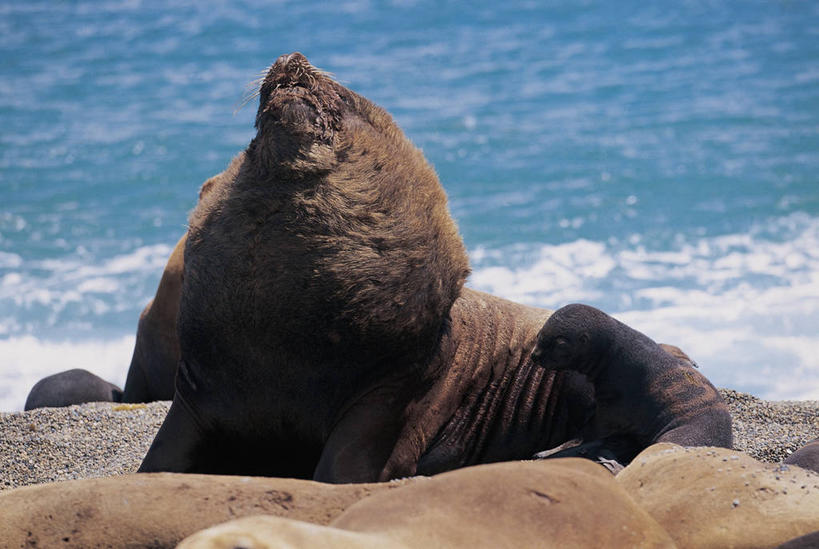 无人,横图,室外,白天,海洋,水,植物,哺乳动物,海豹,海狮,野生动物,科学,图像,绿色,自然,动物,两只,生物,摄影,生长,成长,生物学,主题,构图,南美海狮,海滩,岩石,彩图,时空,动物学,脊椎动物亚门