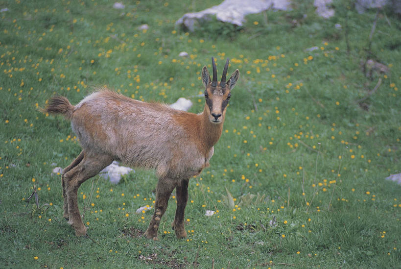无人,横图,室外,白天,旅游,度假,美景,森林,植物,哺乳动物,鹿,野生动物,意大利,欧洲,科学,羚羊,景观,田地,图像,娱乐,草,花,自然,动物,享受,休闲,生物,景色,放松,可爱,摄影,活泼,生物学,国家公园,地中海文化,南欧,自然风光,主题,偶蹄目,意大利文化,构图,彩图,旅行,时空,传统文化,动物学,林区,岩羚羊,脊椎动物亚门,郊野公园