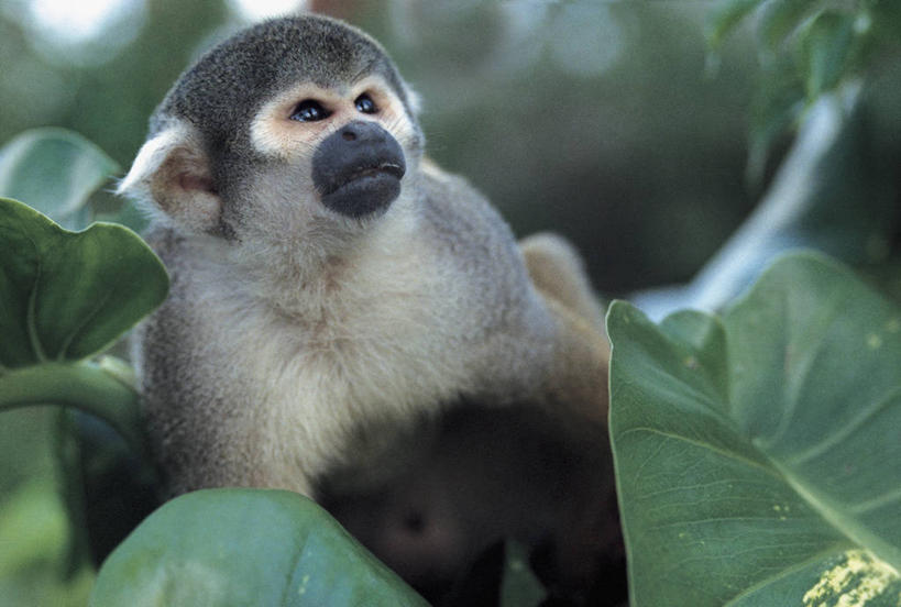 无人,横图,室外,特写,白天,哺乳动物,野生动物,猴子,叶子,科学,图像,动物,生物,摄影,生物学,主题,灵长目,松鼠猴,构图,彩图,时空,动物学,脊椎动物亚门