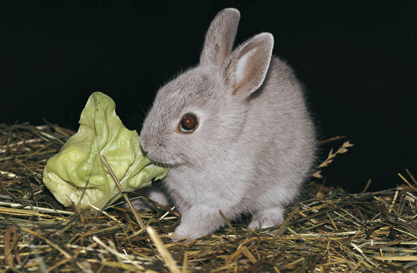 无人,横图,室外,特写,夜晚,哺乳动物,野生动物,科学,兔子,稻草,图像,动物,生物,摄影,兔,生物学,主题,家兔,构图,彩图,时空,动物学,脊椎动物亚门