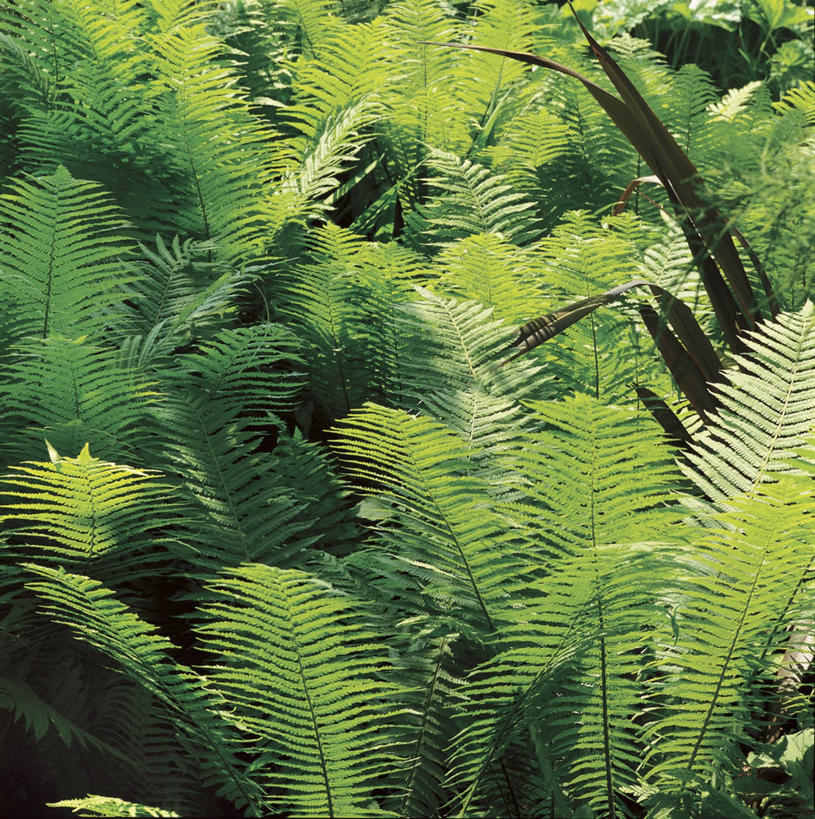 无人,植物园,方图,室外,特写,白天,绘画,植物,叶子,意大利,欧洲,艺术,科学,古典,图像,文化,自然,工艺品,品味,概念,生物,摄影,生长,美术,生物学,高雅,地中海文化,南欧,主题,伦巴第大区,美学,构图,布雷西亚,彩图,时空,传统文化