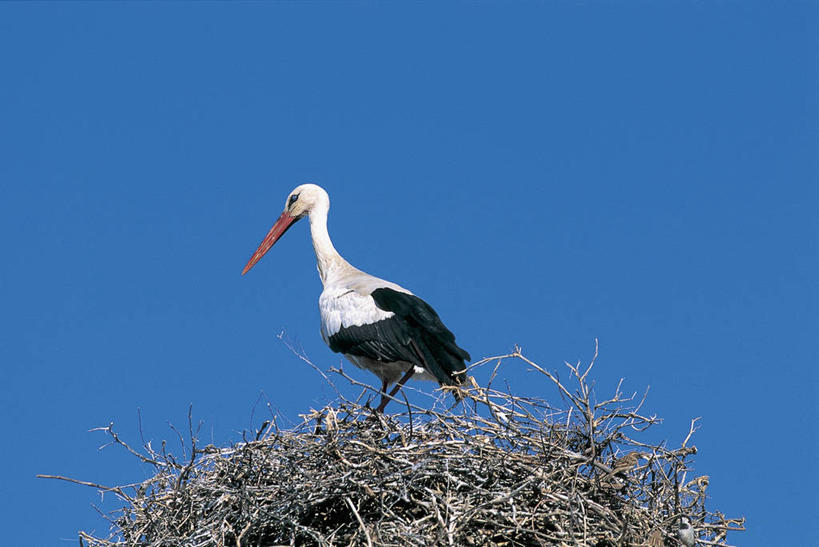 无人,横图,室外,特写,白天,野生动物,科学,鸟类,鸟巢,图像,蓝色,天空,动物,生物,摄影,生物学,鹳,主题,白鹳,万里无云,构图,彩图,时空,动物学,脊椎动物亚门