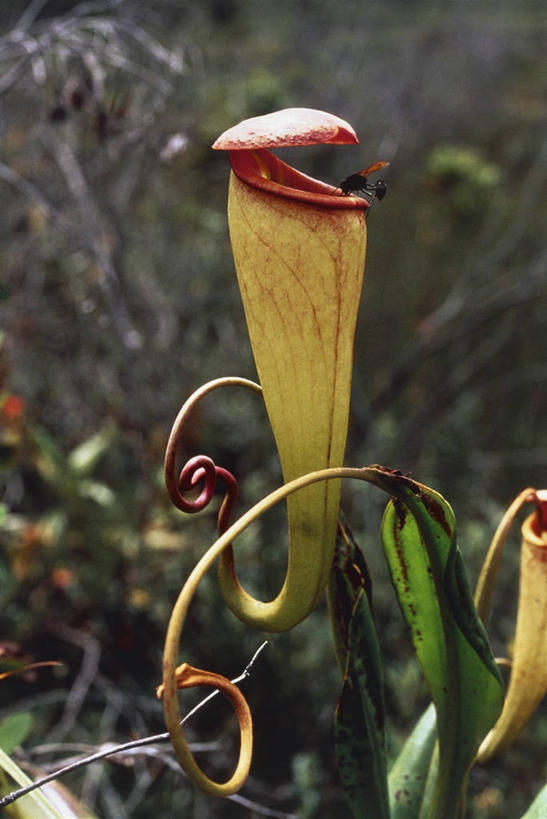 无人,竖图,室外,特写,白天,植物,非洲,马达加斯加,科学,昆虫,图像,绿色,自然,动物,生物,摄影,生长,成长,生物学,主题,节肢动物,构图,东非,彩图,时空